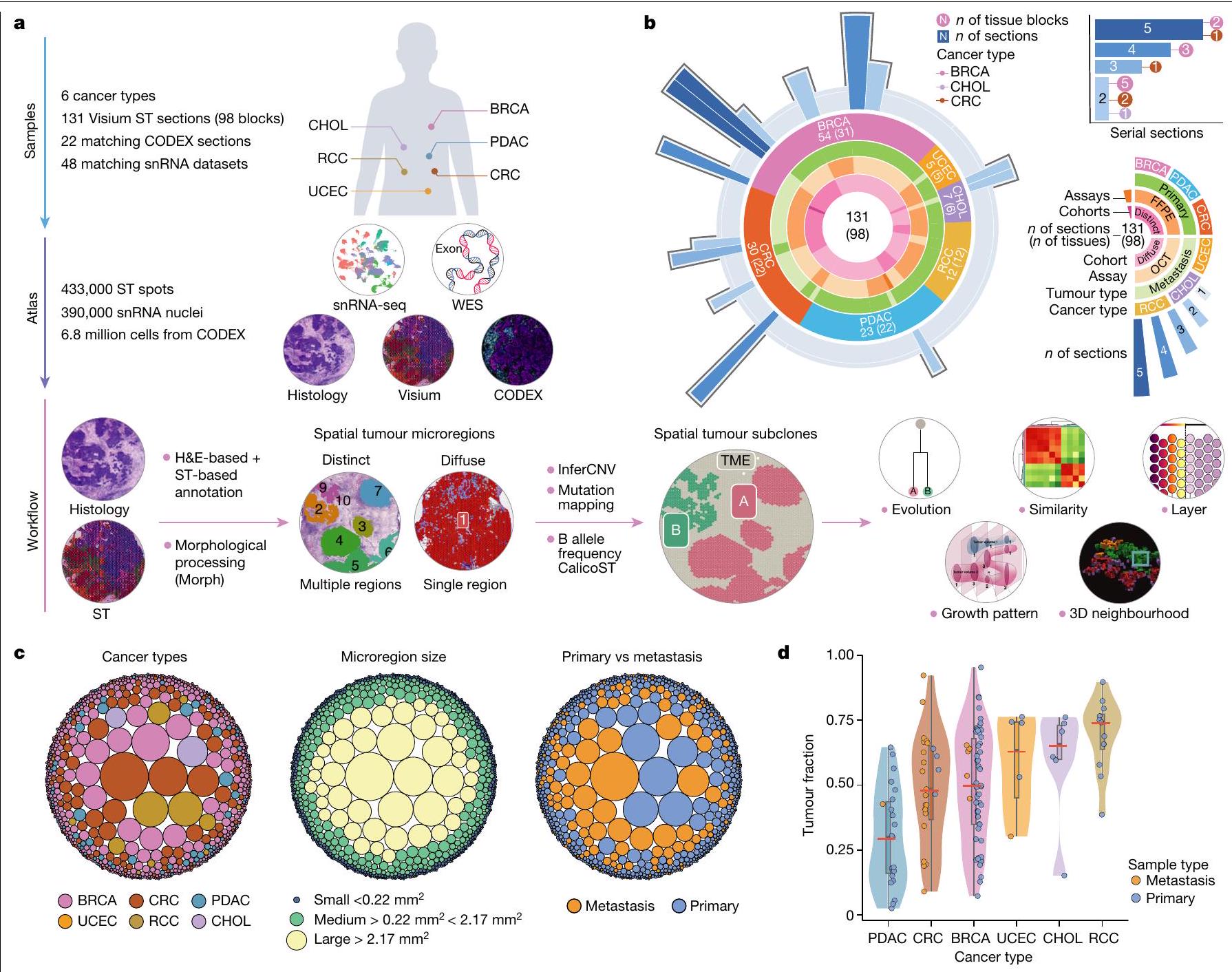 تطور الورم وتفاعلات البيئة الدقيقة في الفضاء ثنائي وثلاثي الأبعاد Tumour evolution and microenvironment interactions in 2D and 3D space