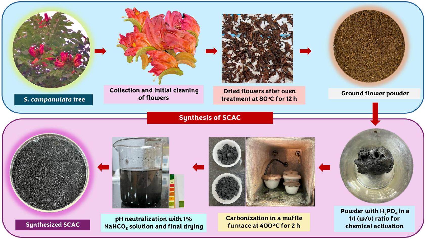 إزالة فعالة لصبغة الكونغو الأحمر باستخدام الفحم النشط المستخرج من أزهار سباثوديا كامبانولاتا Efficient adsorptive removal of Congo Red dye using activated carbon derived from Spathodea campanulata flowers