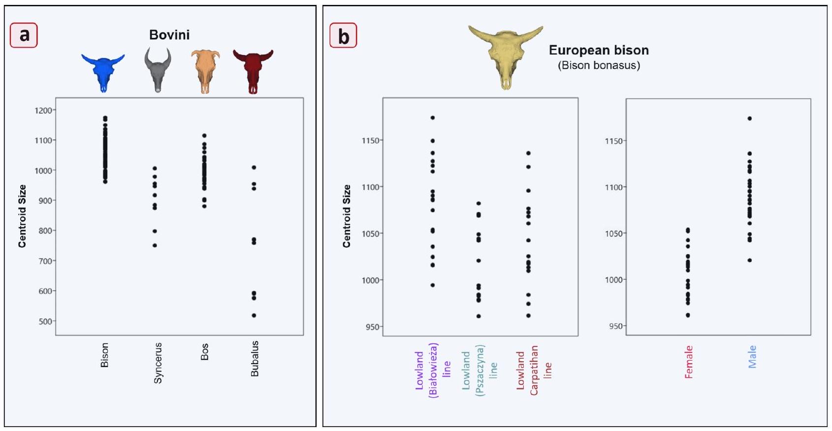 أنماط الشكل الخارجي لجمجمة البيسون الأوروبي (Bison bonasus) Morphological patterns of the European bison (Bison bonasus) skull