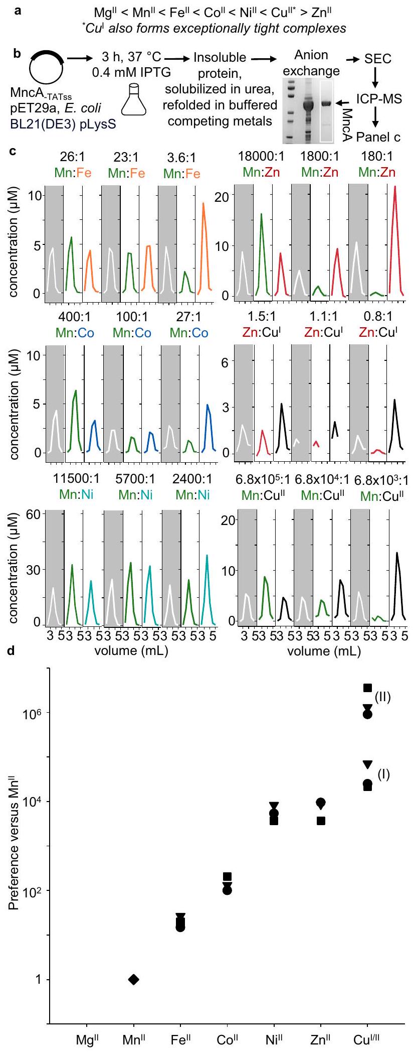 اختبار مصيدة المعادن وتحسين المخططات لتصميم تميؤ البروتينات الخلوية بعناصر مختلفة A metal-trap tests and refines blueprints to engineer cellular protein metalation with different elements