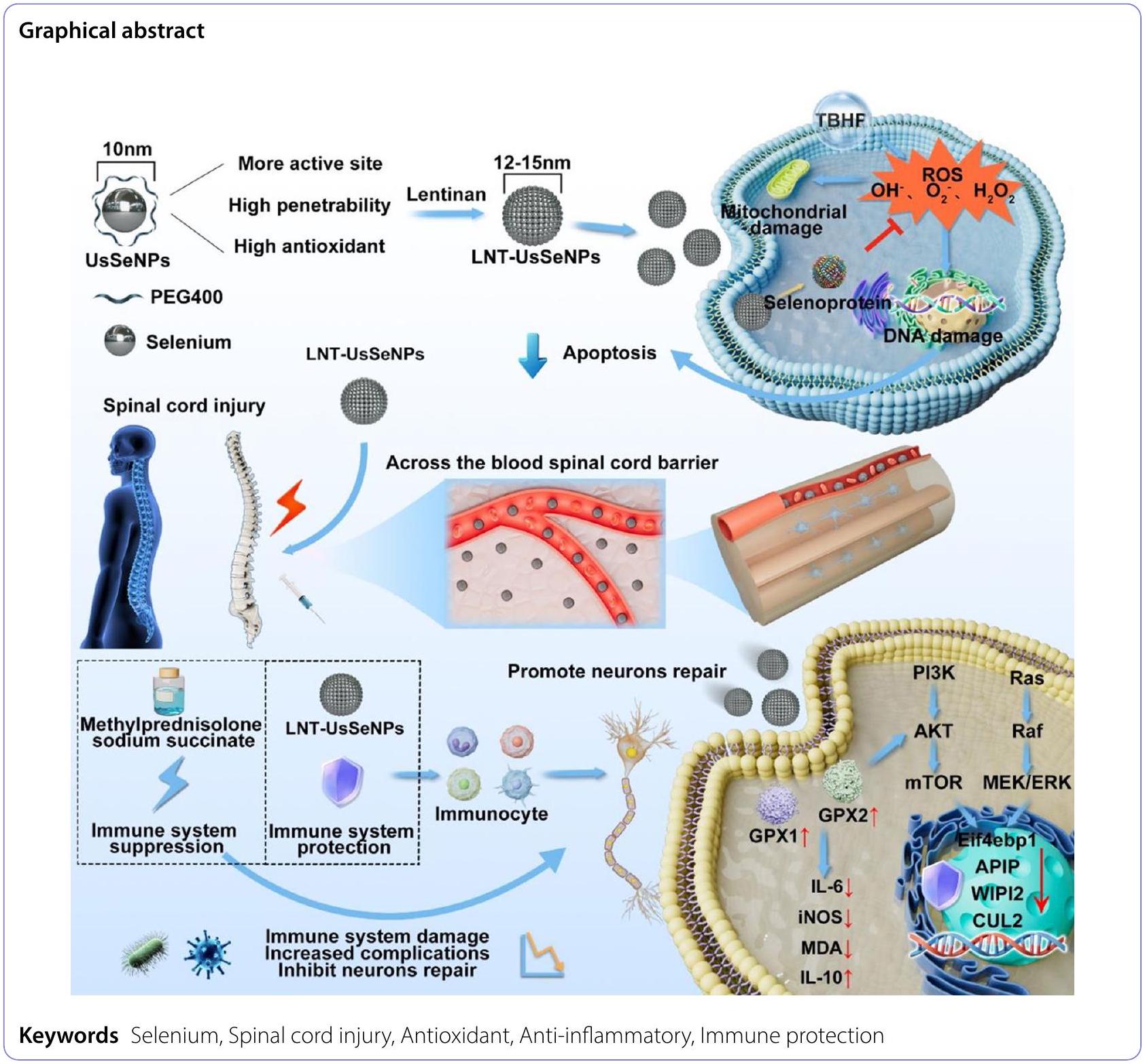 تحسين النشاط المضاد للأكسدة المعتمد على تأثير الحجم لجزيئات السيلينيوم النانوية التي تنظم مسارات Anti-PI3K-mTOR و Ras-MEK لعلاج إصابة الحبل الشوكي لتجنب قمع المناعة الناتج عن صدمة الهرمونات Size effect-based improved antioxidant activity of selenium nanoparticles regulating Anti-PI3K-mTOR and Ras-MEK pathways for treating spinal cord injury to avoid hormone shock-induced immunosuppression