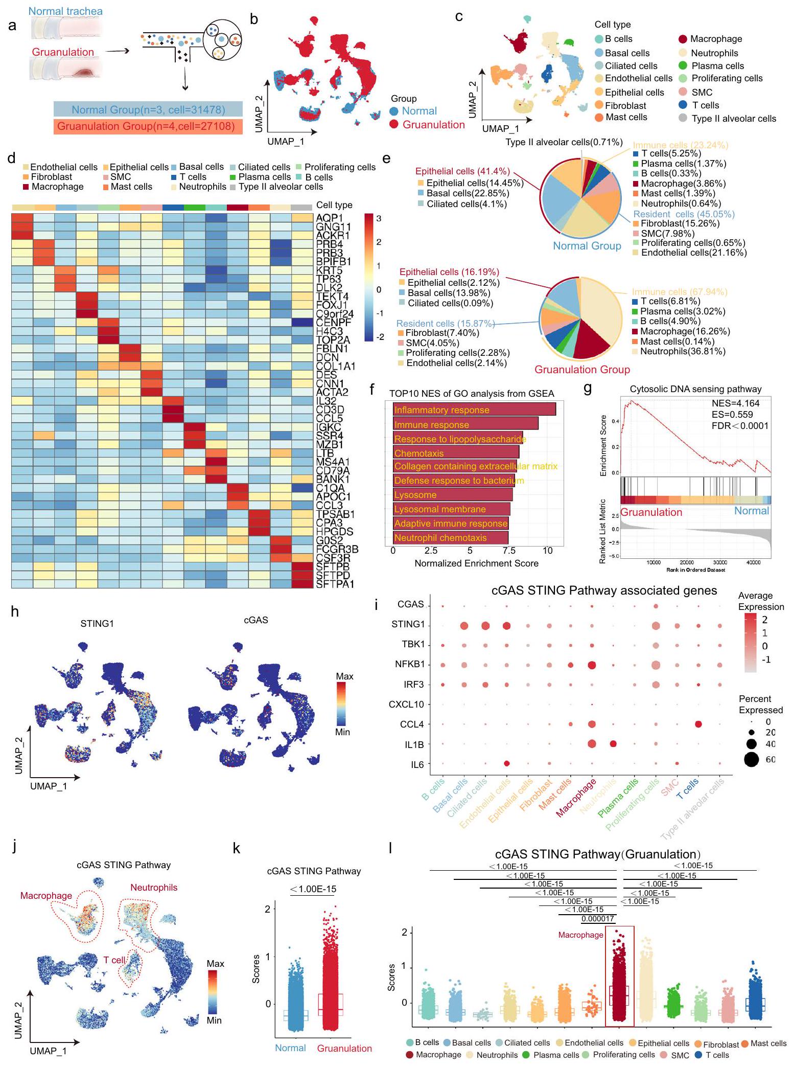 إشارات STING في البلعميات تعزز التليف في تضيق مجرى الهواء الحميد عبر مسار IL6-STAT3 Macrophage STING signaling promotes fibrosis in benign airway stenosis via an IL6-STAT3 pathway