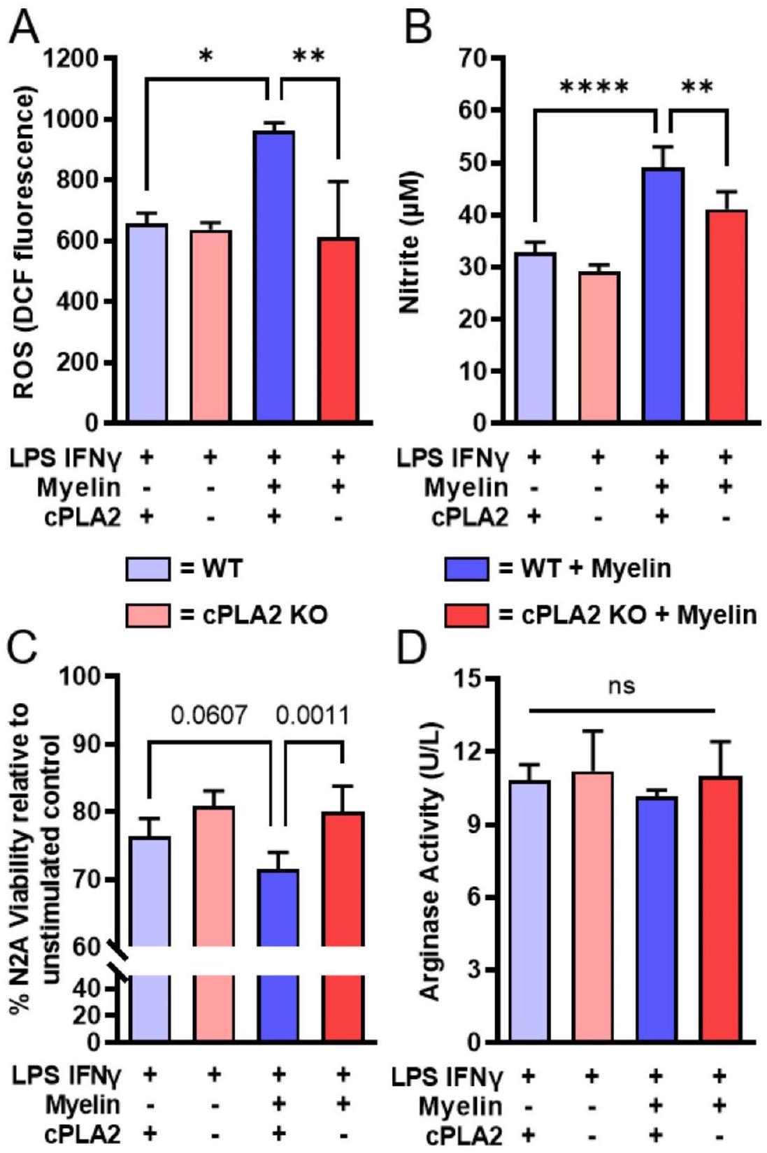 فوسفوليباز A2 السيتوزولي في البلعميات المشتقة من وحيدات النوى المتسللة لا يؤثر على التعافي بعد إصابة الحبل الشوكي في إناث الفئران Cytosolic phospholipase A2 in infiltrating monocyte derived macrophages does not impair recovery after spinal cord injury in female mice