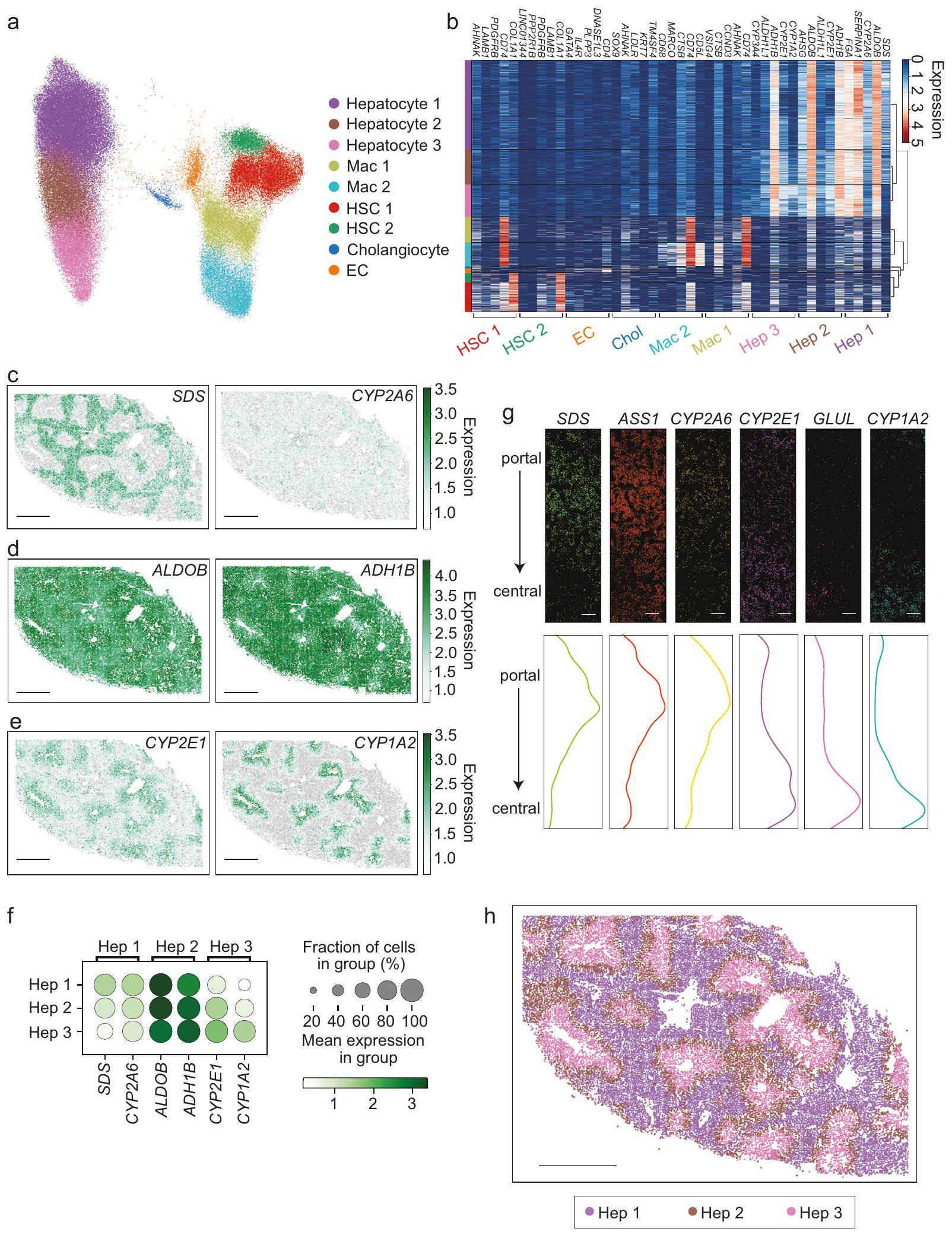 التعبير الجيني المكاني للكبد البشري السليم والمُتليف بدقة خلوية فردية Spatial transcriptomics of healthy and fibrotic human liver at single-cell resolution