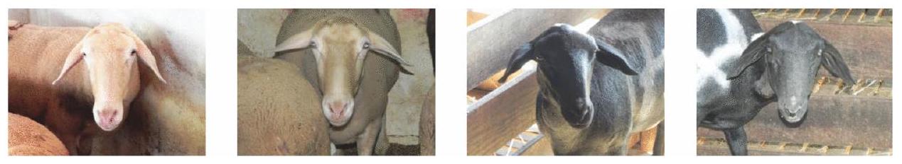 مقارنة بين أداء الذكاء الاصطناعي والخبراء البشريين في تقييم الألم الحاد في الأغنام Comparison between AI and human expert performance in acute pain assessment in sheep