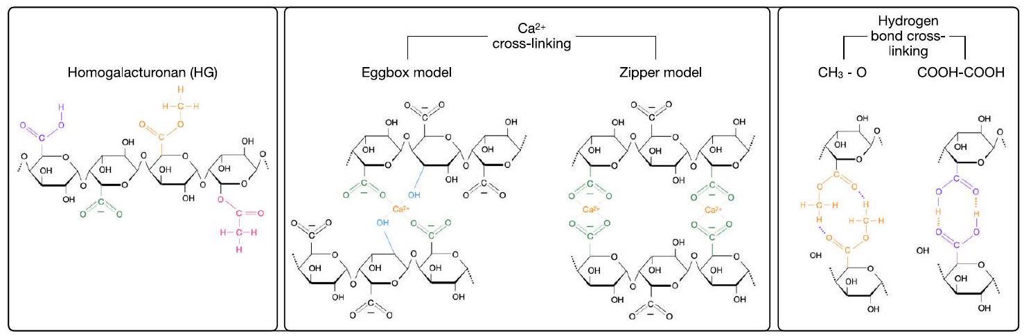 فهم ترابط البكتين في جدران خلايا النبات Understanding pectin cross-linking in plant cell walls