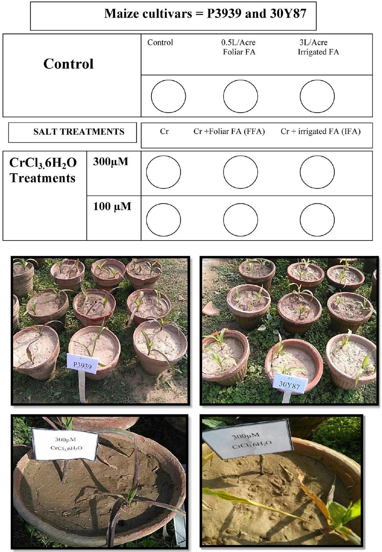 استجابات مضادات الأكسدة في الذرة المتأثرة بالكروم كما تأثرت بتطبيقات حمض الفولفيك على الأوراق والجذور Antioxidant Responses in Chromium-Stressed Maize as Influenced by Foliar and Root Applications of Fulvic Acid