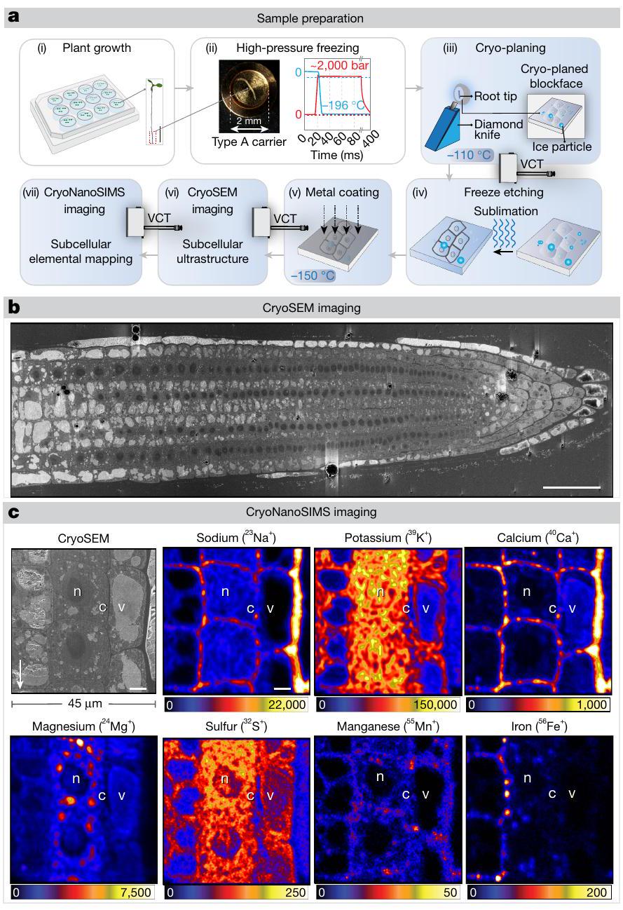 تصوير الكريو العنصري يكشف عن تراكم الصوديوم الفجوي المعتمد على SOS1 Elemental cryo-imaging reveals SOS1-dependent vacuolar sodium accumulation
