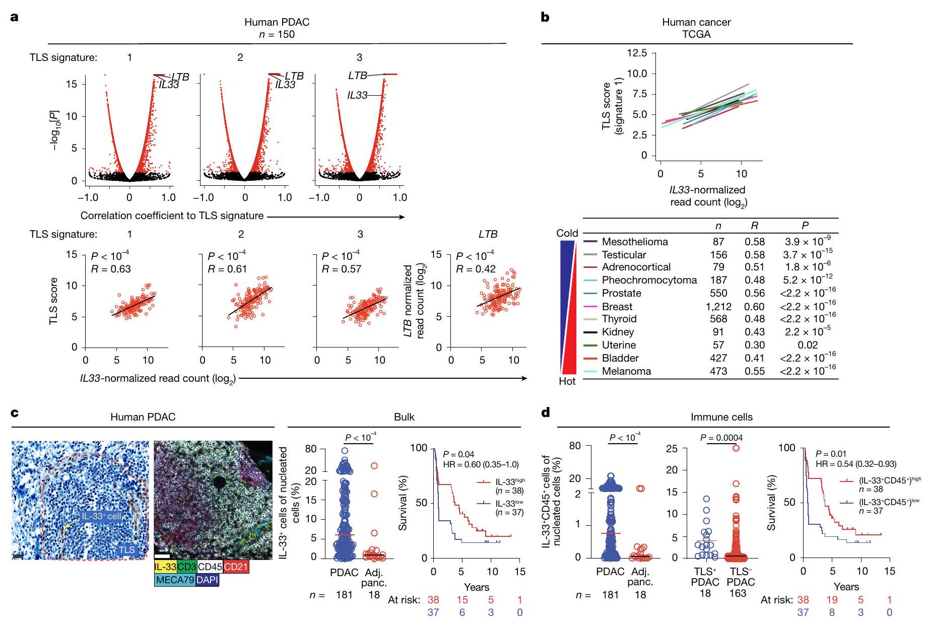 تفعيل IL-33 للخلايا اللمفاوية التائية المساعدة من النوع 2 يحفز تشكيل الهياكل اللمفاوية الثلاثية في سرطان البنكرياس IL-33-activated ILC2s induce tertiary lymphoid structures in pancreatic cancer