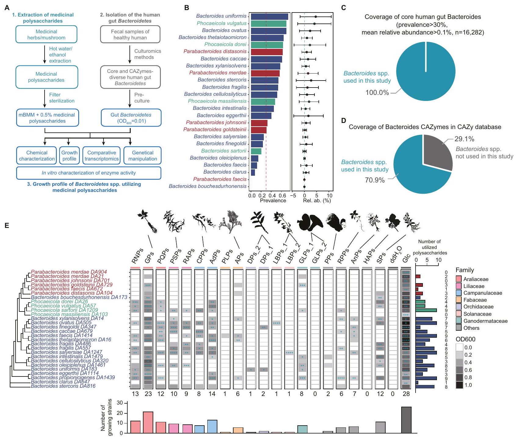 الاستخدام الانتقائي للبوليسكاريدات الطبية بواسطة أنواع بكتيرويدس وبارابكتيرويدس في أمعاء الإنسان Selective utilization of medicinal polysaccharides by human gut Bacteroides and Parabacteroides species