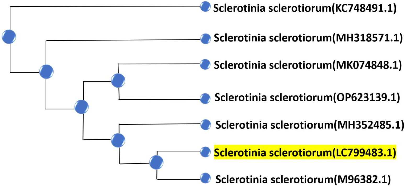 جزيئات السيلينيوم النانوية المغلفة بالكيتوزان النانوي، المُصنَّعة بطريقة خضراء، كعامل مضاد للفطريات جديد ضد Sclerotinia sclerotiorum: دراسة في المختبر Nano-chitosan-coated, green-synthesized selenium nanoparticles as a novel antifungal agent against Sclerotinia sclerotiorum: in vitro study