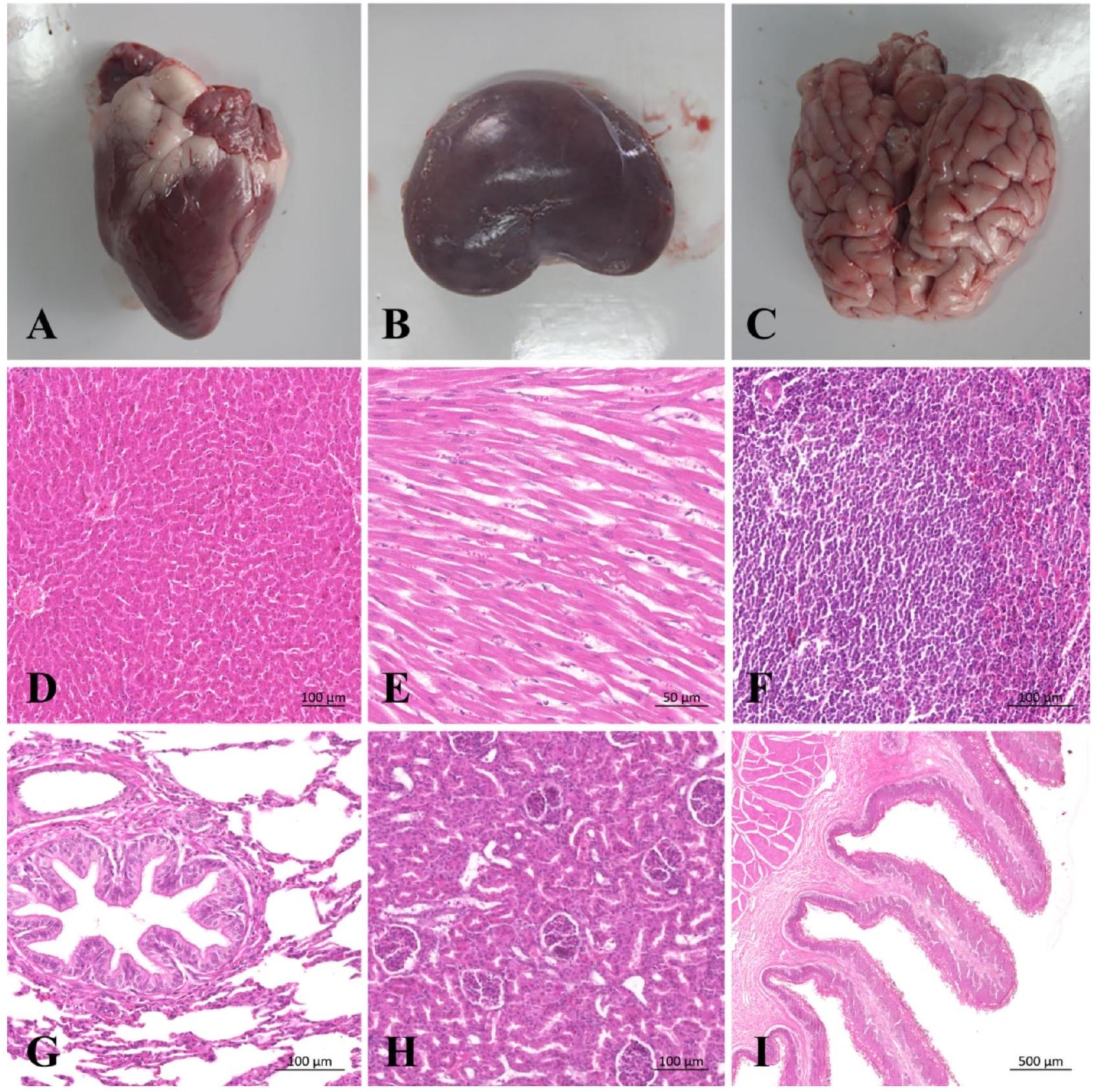 تأثيرات التحكم في الديدان الخيطية واختبارات السلامة لتحضير ديدينتونيا فلاجرا في الأغنام Nematode controlling effects and safety tests of Duddingtonia flagrans biological preparation in sheep