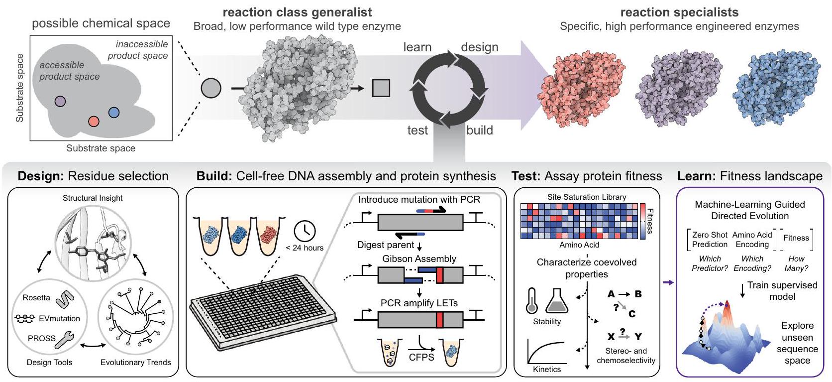 الهندسة المتسارعة للإنزيمات بواسطة التعبير الخالي من الخلايا الموجه بتعلم الآلة Accelerated enzyme engineering by machine-learning guided cell-free expression