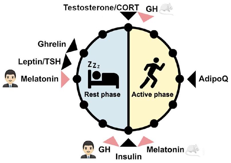 تنظيم الغدد الصماء للإيقاعات اليومية Endocrine regulation of circadian rhythms