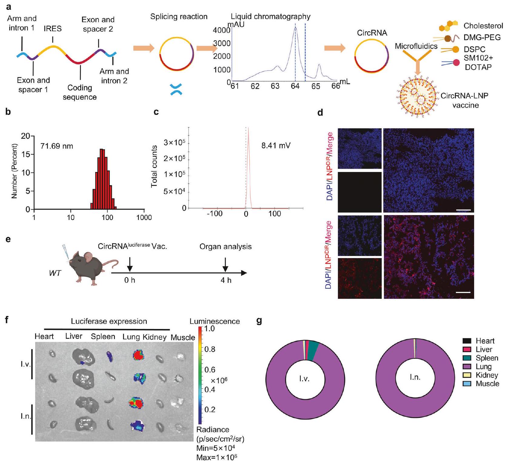 التطعيم بالحمض النووي الريبي عبر الأنف يعزز استجابة قوية للخلايا التائية لعلاج سرطان الرئة Intranasal prime-boost RNA vaccination elicits potent T cell response for lung cancer therapy