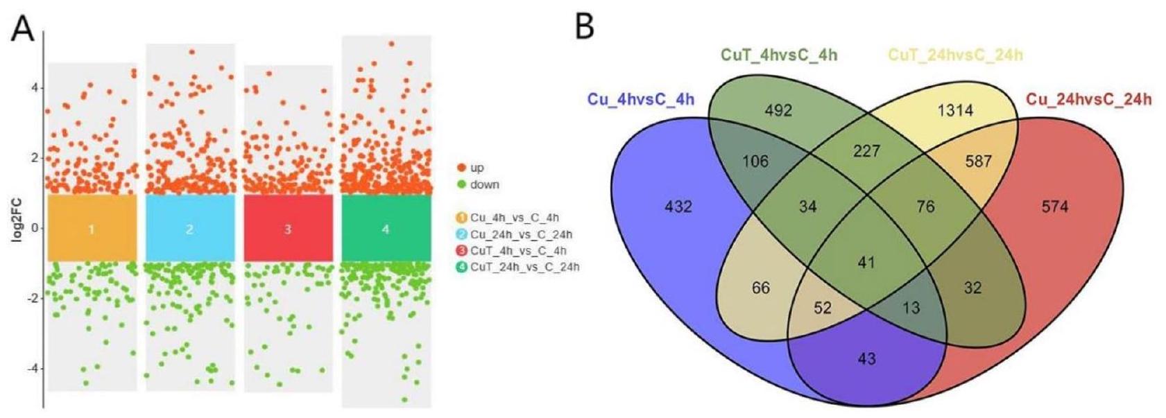 تحليل النسخ الجيني المقارن يكشف عن اختلافات في الاستجابات المناعية لأيونات النحاس في Sepia esculenta تحت ظروف درجات الحرارة العالية Comparative transcriptome analysis reveals differences in immune responses to copper ions in Sepia esculenta under high-temperature conditions
