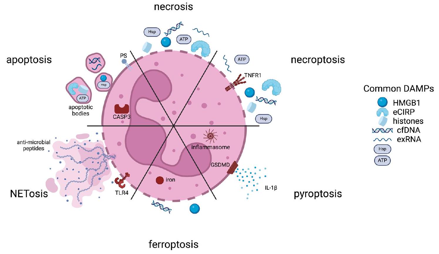 الالتهاب: مسألة حياة وموت خلايا المناعة Inflammation: a matter of immune cell life and death