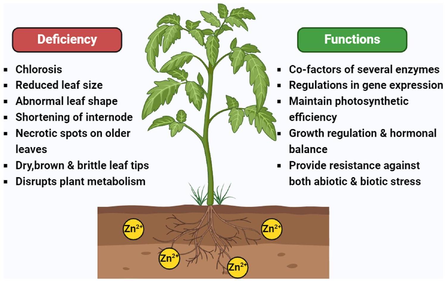 تعزيز صحة التربة وإنتاجية المحاصيل: دور بكتيريا حل الزنك في الزراعة المستدامة Enhancing soil health and crop productivity: the role of zinc-solubilizing bacteria in sustainable agriculture