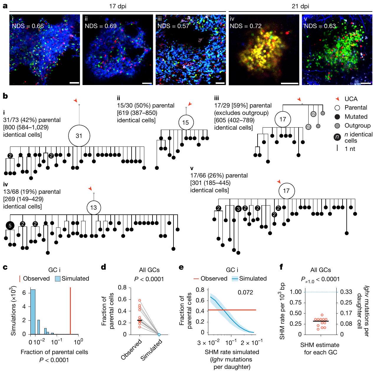 الصمت العابر للتغيرات المفرطة يحافظ على ألفة خلايا B خلال الانفجار النسلي Transient silencing of hypermutation preserves B cell affinity during clonal bursting