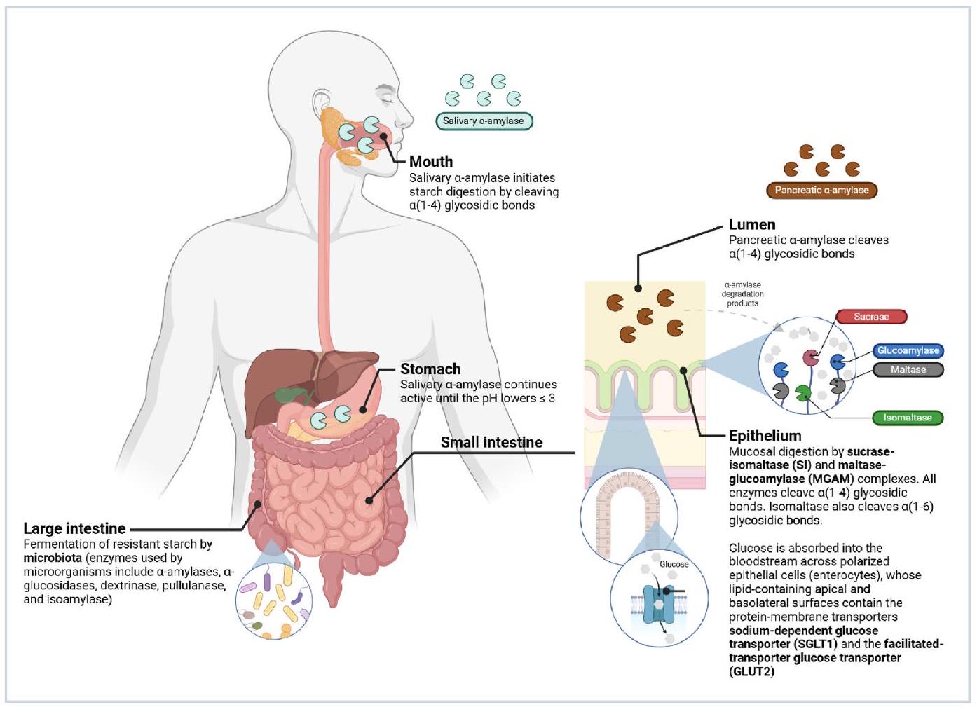 هضم النشا: تحديث شامل حول آليات التعديل الأساسية وطرق تقييمه في المختبر Starch digestion: A comprehensive update on the underlying modulation mechanisms and its in vitro assessment methodologies