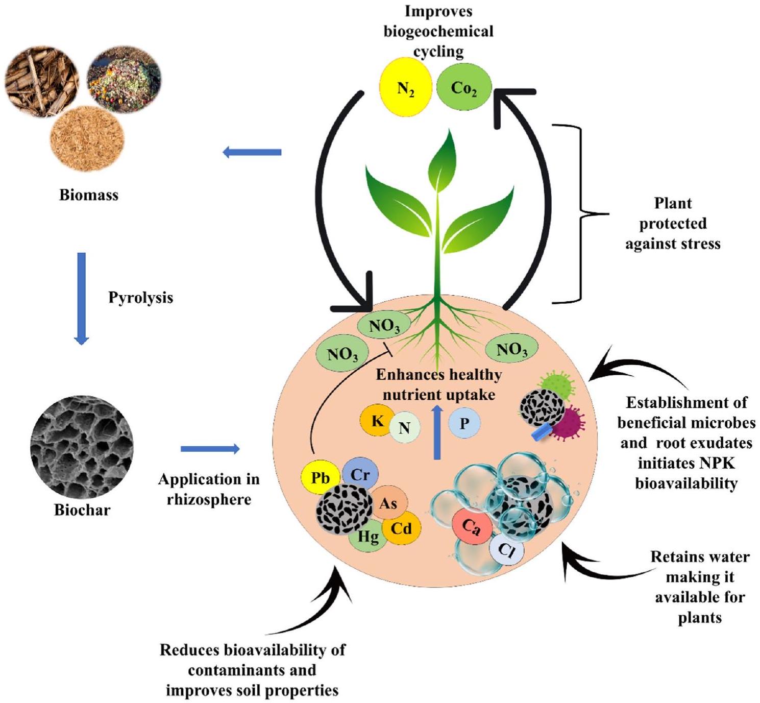 البيوچار كإضافة للتربة: الآثار على صحة التربة، احتجاز الكربون، ومرونة المناخ Biochar as a Soil amendment: implications for soil health, carbon sequestration, and climate resilience