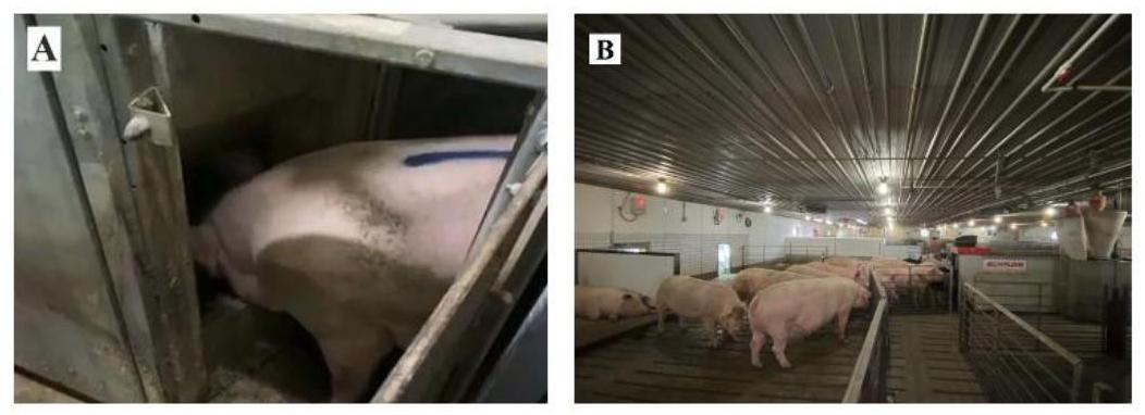 مزايا وعيوب والعوامل المؤثرة على الأداء التناسلي للإناث الصغيرة والإناث الكبيرة التي تربى في أنظمة الإسكان الجماعي أثناء الحمل وأنظمة الولادة الحرة Advantages, disadvantages, and factors influencing the reproductive performance of gilts and sows raised in gestational group housing and free-farrowing systems