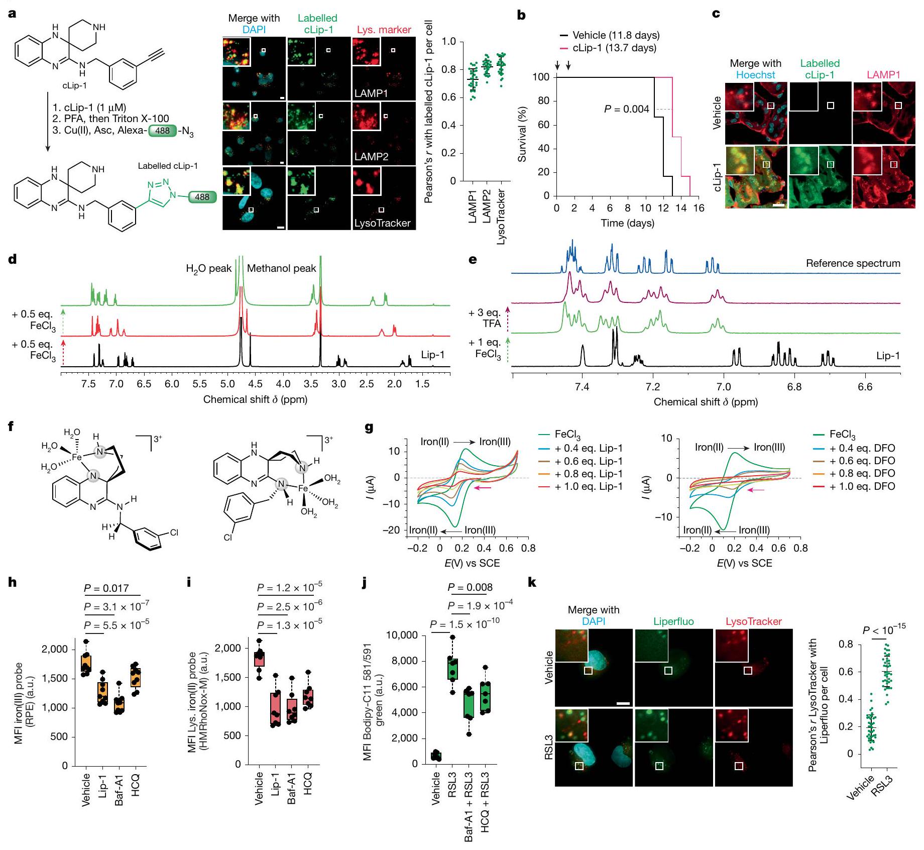 تنشيط الحديد الليزوزومي يحفز الفيروبتوز في السرطان Activation of lysosomal iron triggers ferroptosis in cancer