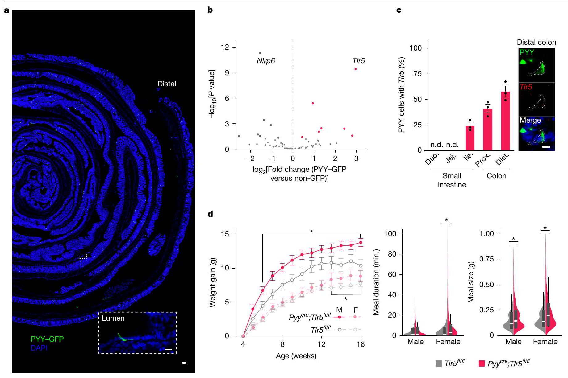إحساس معوي بنمط ميكروبي ينظم التغذية A gut sense for a microbial pattern regulates feeding